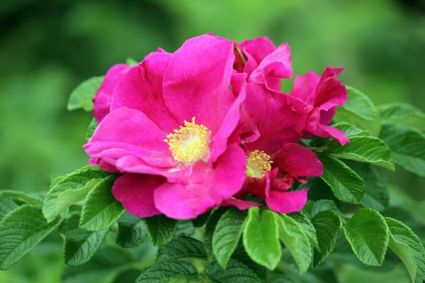 Japanese Rose is popular in gardens but is not a native UK species