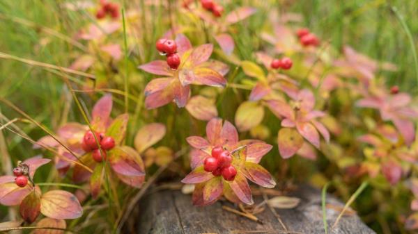 Bearberry