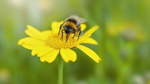 Corn marigold are becoming rarer to find in the wild