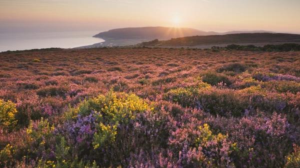 Heather and gorse