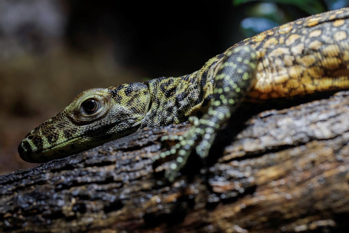 A caretaker and a veterinarian, take a saliva sample from Juanito, a one-month-old baby Komodo dragon, one of the five Komodo dragons born at Bioparc Fuengirola, during a veterinary review in Fuengirola, southern Spain, March 28, 2023. (Reuters Photo)