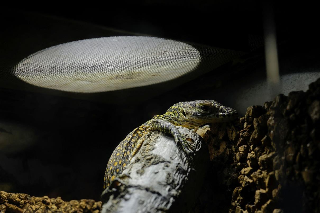 Fenix, a one-month-old baby Komodo dragon, one of the five Komodo dragons born at Bioparc Fuengirola, rest in a terrarium in Fuengirola, southern Spain, March 28, 2023. (Reuters Photo)