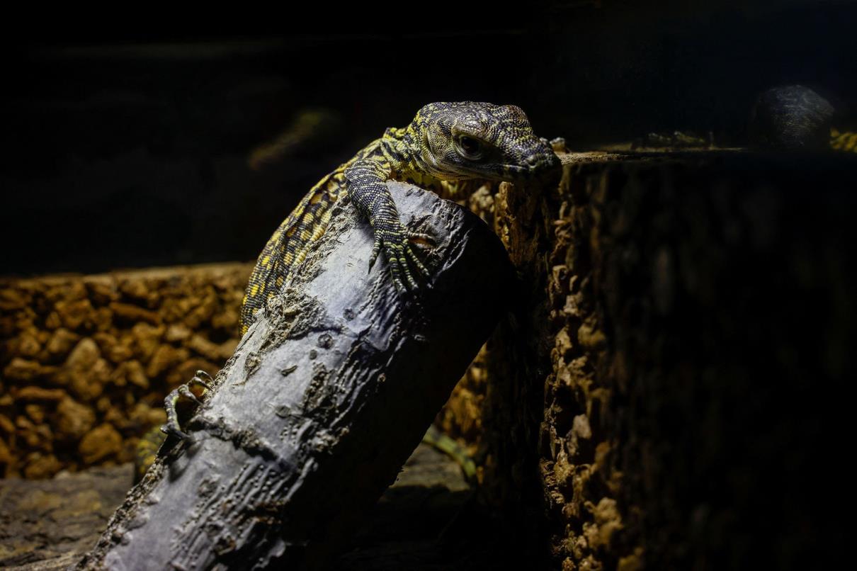 Fenix, a one-month-old baby Komodo dragon, one of the five Komodo dragons born at Bioparc Fuengirola, rest in a terrarium in Fuengirola, southern Spain, March 28, 2023. (Reuters Photo)