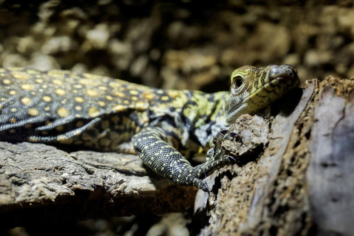 Drakaris, a one-month-old baby Komodo dragon, one of the five Komodo dragons born at Bioparc Fuengirola, rests in a terrarium in Fuengirola, southern Spain, March 28, 2023. (Reuters Photo)