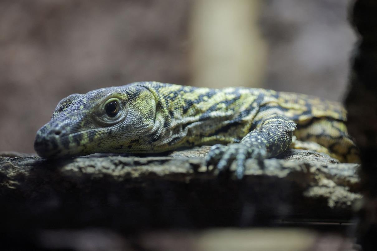 Saya, a one-month-old baby Komodo dragon, one of the five Komodo dragons born at Bioparc Fuengirola, rest in a terrarium in Fuengirola, southern Spain, March 28, 2023. (Reuters Photo)