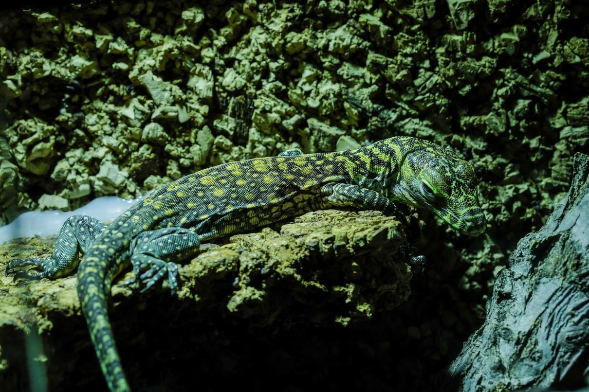 Juanito, a one-month-old baby Komodo dragon, one of the five Komodo dragons born at Bioparc Fuengirola, rests in a terrarium in Fuengirola, southern Spain, March 28, 2023. (Reuters Photo)