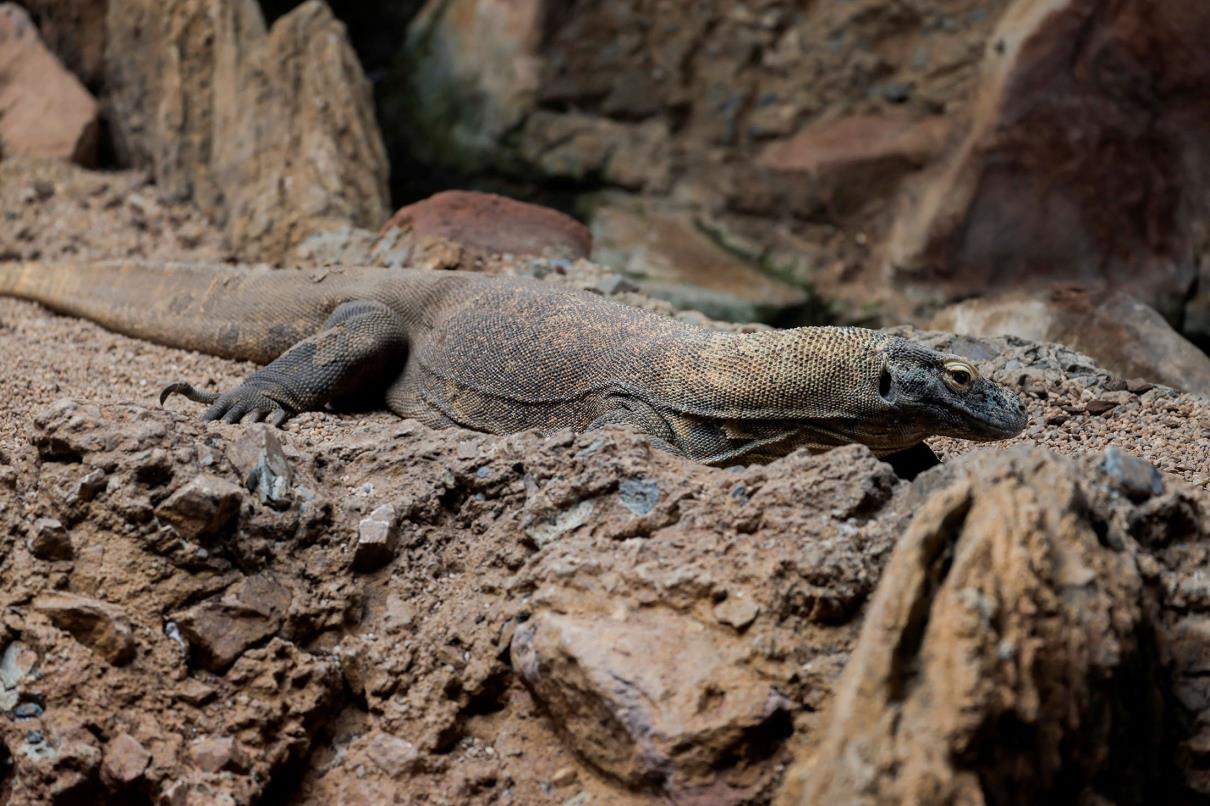 Ora, 13, a female Komodo dragon, mother of five one-month-old baby Komodo dragons born at Bioparc Fuengirola, rests in a terrarium in Fuengirola, southern Spain, March 28, 2023. (Reuters Photo)