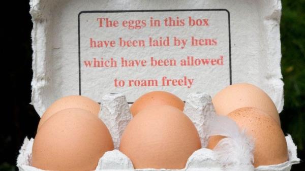 Free range eggs