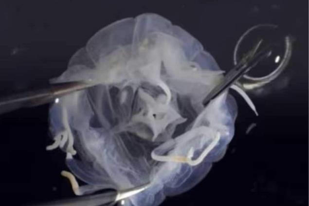 Researchers Discover A New Species Of Box Jellyfish Named Tripedalia Maipoensis