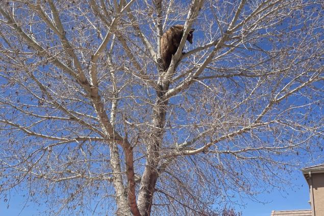 Bear Wanders Up A Tree In Nevada, Gets Rescued By Firefighters