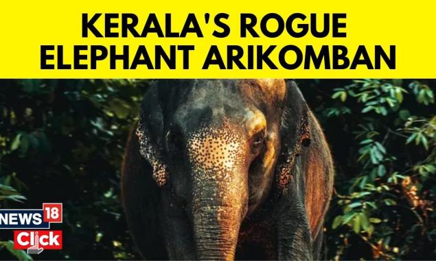 Kerala News | Kerala Elephant Arikomban | Rouge Elephant Arikomban Tranquilized | English News