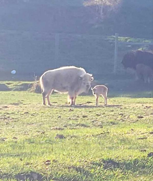 White bison