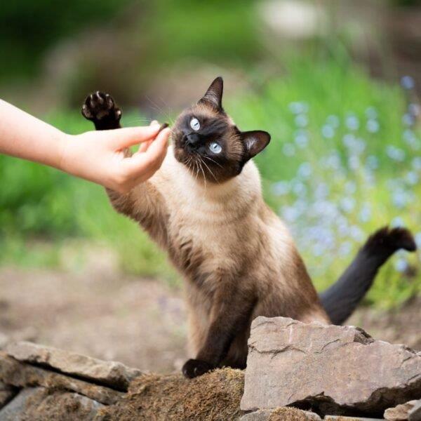 giving-treat-to-a-siamese-cat