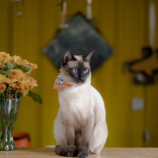 a-well-groomed-siamese-cat-sitting-on-a-table