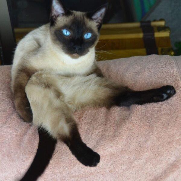 a-siamese-cat-sitting-in-a-self-grooming-position